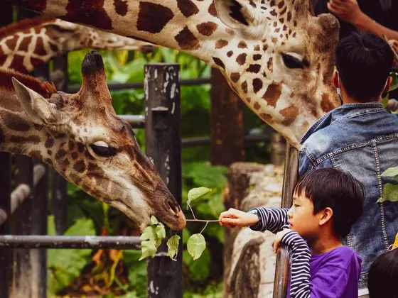 Passeio no Zoológico — Domus Dei